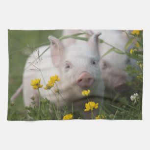 Cute White Piglet in Field of Yellow Flowers Kitchen Towel