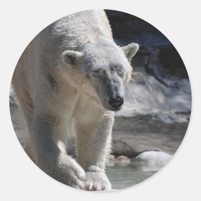 Cute White Polar Bear Classic Round Sticker (Front)