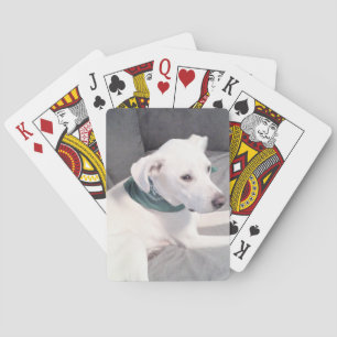 Cute White Puppy Dog Wearing Green Scarf Grey Playing Cards