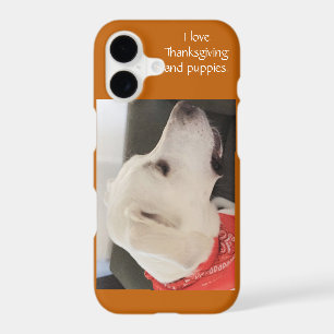 Cute White Puppy Dog Wearing Scarf Thanksgiving