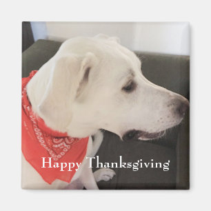 Cute White Puppy Dog Wearing Scarf Thanksgiving Magnet
