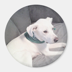 Cute White Puppy Dog With Green Scarf Grey Magnet