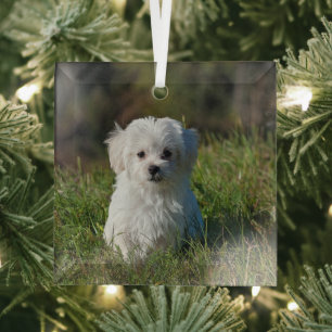 Cute white puppy glass ornament