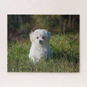 Cute white puppy jigsaw puzzle