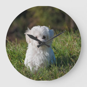 Cute white puppy large clock
