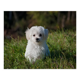 Cute white puppy poster