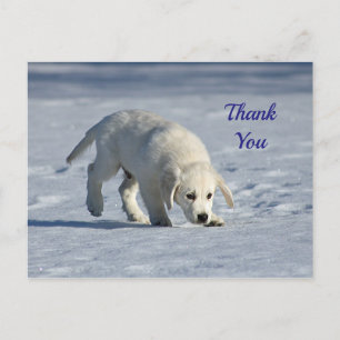 Cute White Puppy Snow Photo Thank You Postcard