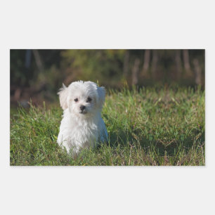 Cute white puppy sticker