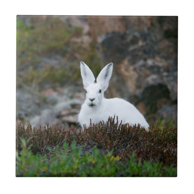 Cute White Rabbit Tile (Front)