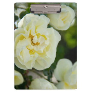 Cute white roses for positive clipboard