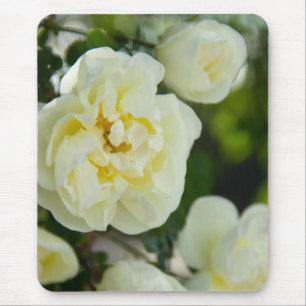 Cute white roses for positive    mouse pad