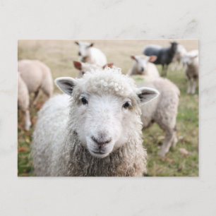 Cute White Sheep Close-up Photo Postcard