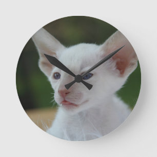 Cute White Siamese Kitten Round Clock