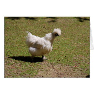 Cute White Silky Bantam Chicken Walk
