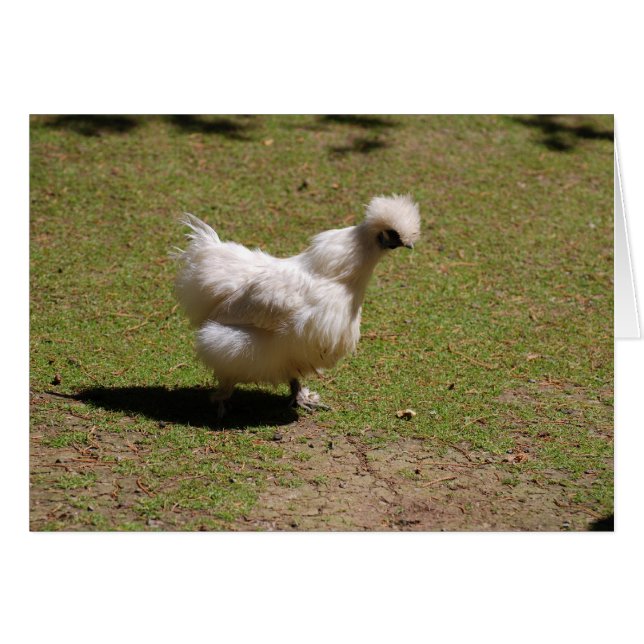 Cute White Silky Bantam Chicken Walk (Front Horizontal)