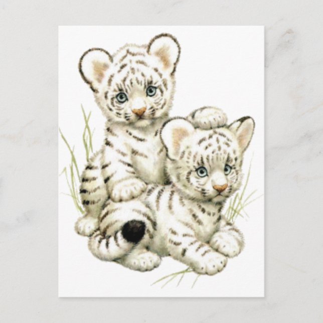 Cute White Tiger Cubs Postcard (Front)