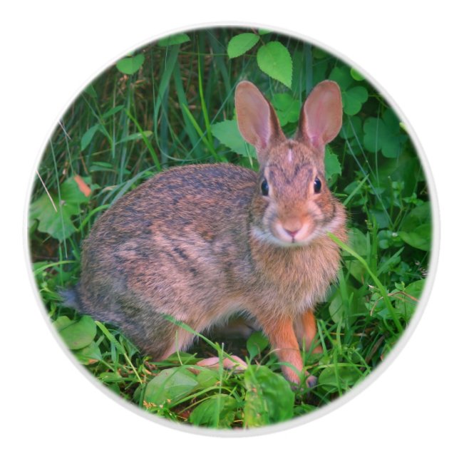 Cute Wild Brown Rabbit Wildlife Ceramic Knob (Front)