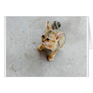 Cute wild cat kitten