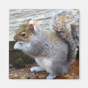 Cute Wild Grey Squirrel (UK ) Magnet