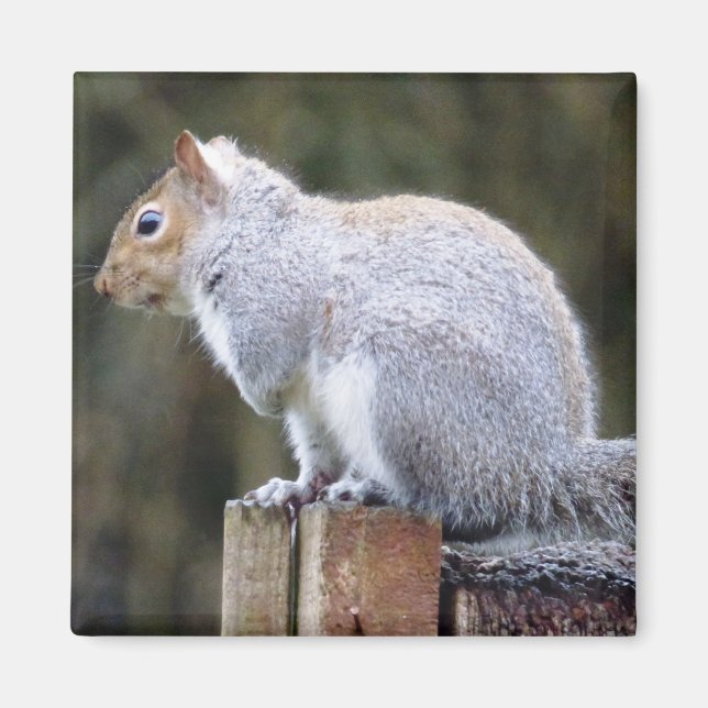 Cute Wild Grey Squirrel (UK ) Magnet (Front)