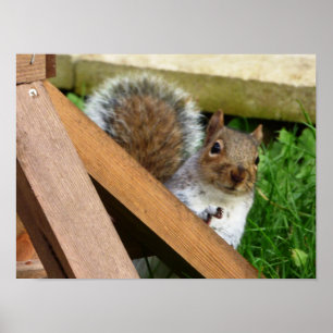 Cute Wild Grey Squirrel (UK ) Poster