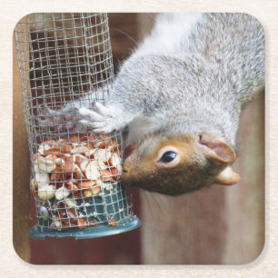 Cute Wild Grey Squirrel (UK ) Square Paper Coaster