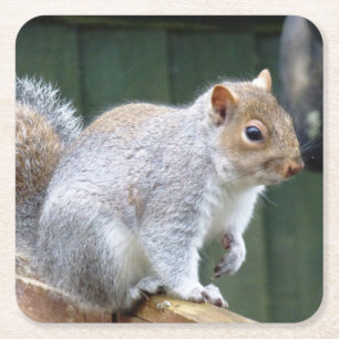 Cute Wild Grey Squirrel (UK ) Square Paper Coaster