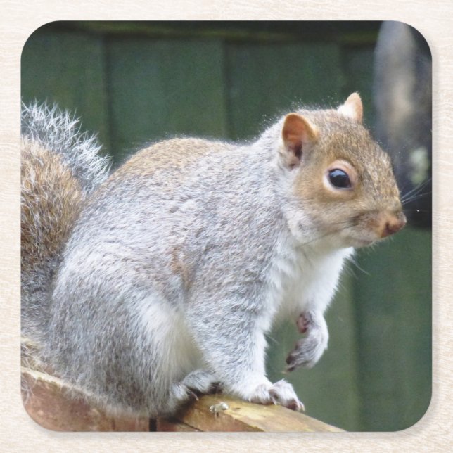Cute Wild Grey Squirrel (UK ) Square Paper Coaster (Front)