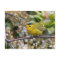 Cute Wilson's Warbler Songbird on the Grapevine