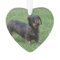 Cute Wire Haired Dachshund