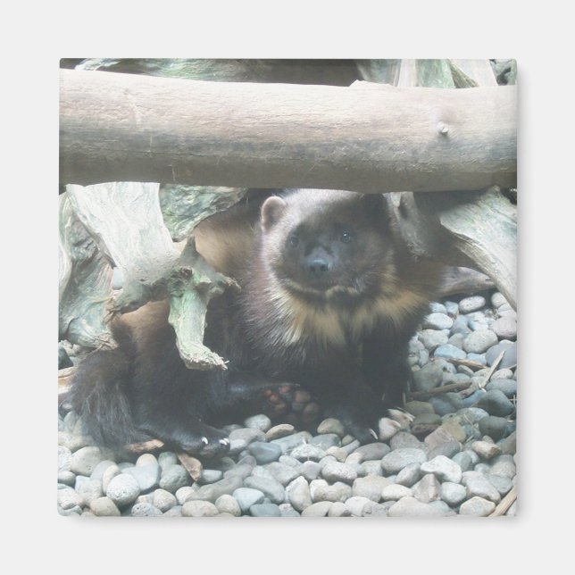 Cute Wolverine Magnet (Front)