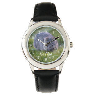 Cute Wombat Animal Australia Eating Grass Watch