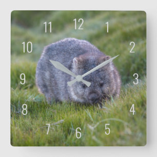 Cute Wombat Wildlife Animal Australia Green Square Wall Clock