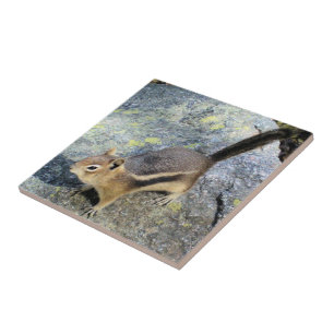 Cute Woodland Chipmunk Rodent Wildlife Photography Tile