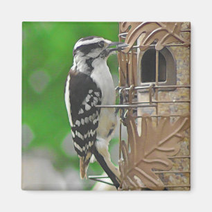 Cute Woodpecker Bird on Birdhouse Magnet