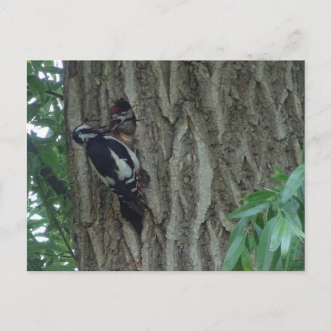 Cute Woodpecker with Youngling DIY Postcard  (Front)