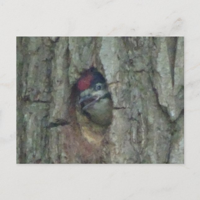 Cute Woodpecker Youngling DIY Postcard (Front)
