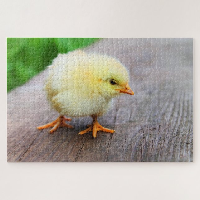 Cute yellow chick jigsaw puzzle (Horizontal)