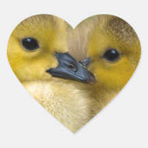 Cute Yellow Fluffy Ducklings, Baby Ducks