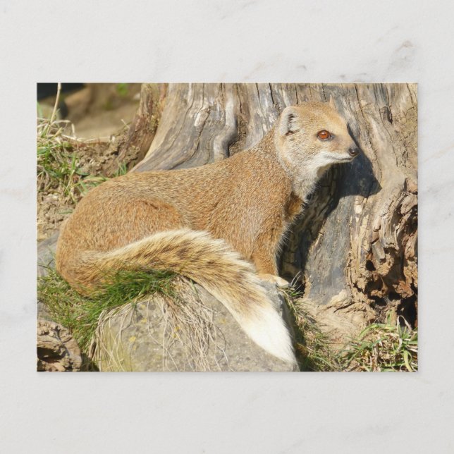 Cute Yellow Mongoose Postcard (Front)