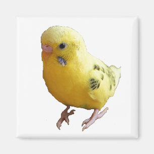 Cute Yellow Parakeet Friendly Pet Bird Photograph Magnet