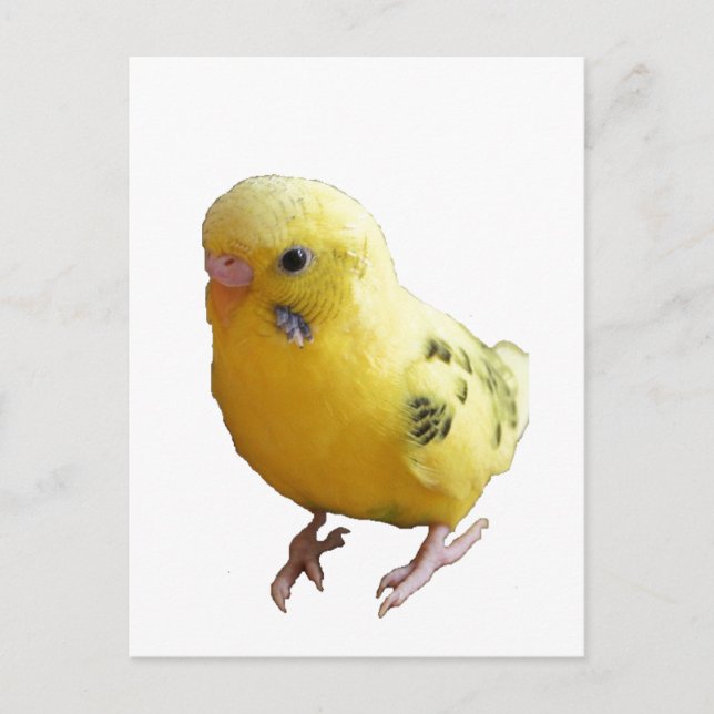 Cute Yellow Parakeet Friendly Pet Bird Photograph Postcard (Front)