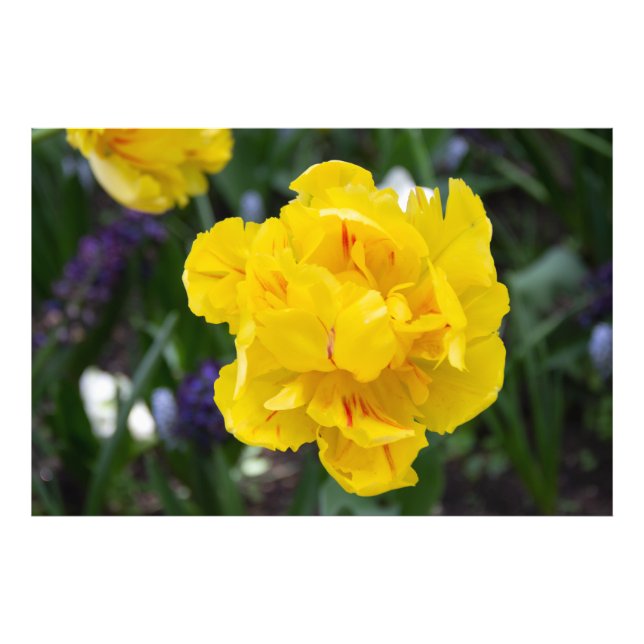 Cute yellow tulips in the garden photo print (Front)
