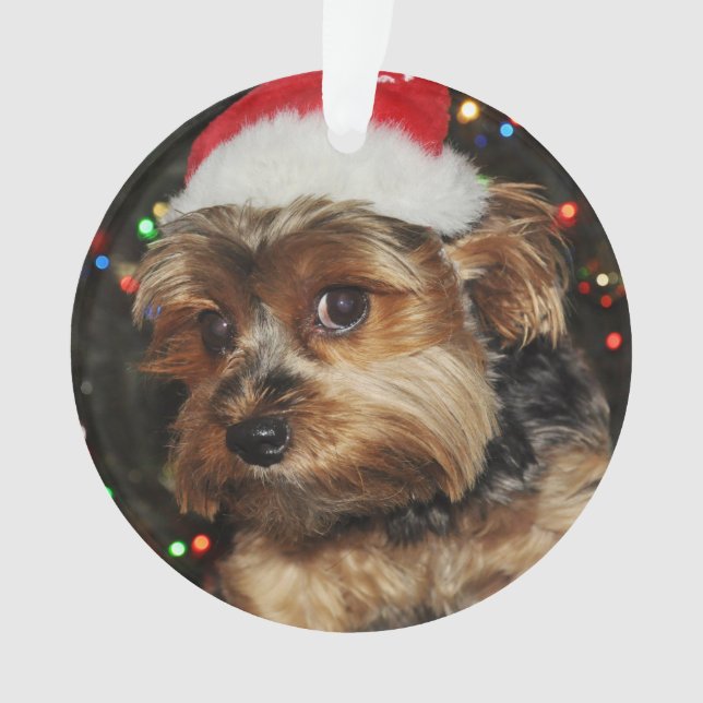 Cute Yorkie avec Santa Hat (devant)