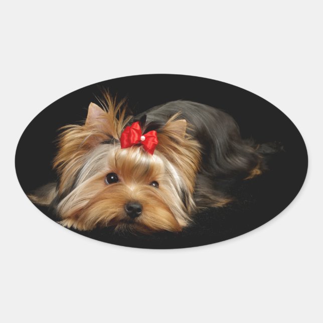 Cute yorkie oval sticker (Front)