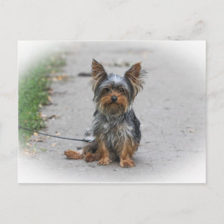 Cute Yorkie Postcard