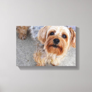 Cute Yorkie Puppy Canvas Print