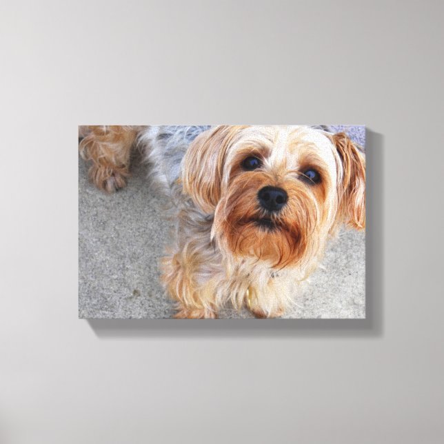 Cute Yorkie Puppy Canvas Print (Front)