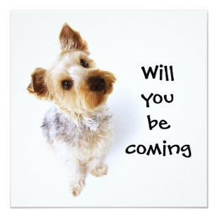 Yorkie Invitations & Announcements | Zazzle CA