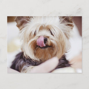 Cute Yorkie Terrier Postcard